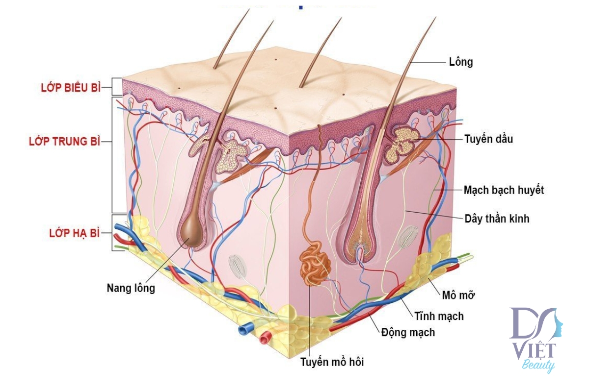 Cấu Trúc Của Làn Da: Sự Phức Tạp và Quan Trọng Đằng Sau Vẻ Đẹp